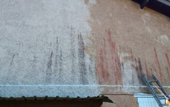 Traitement champignons pignon Limay 78520